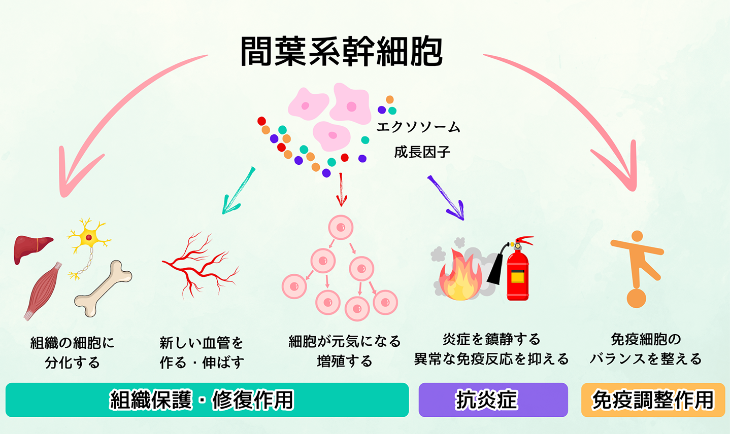 間葉系幹細胞