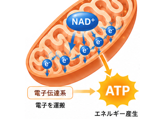 エネルギー産生（ATP）