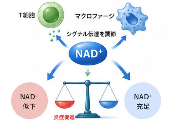 免疫・抗炎症