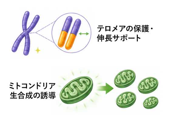 老化抑制・テロメア保護